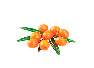 With buckthorn, natural source of antioxidants