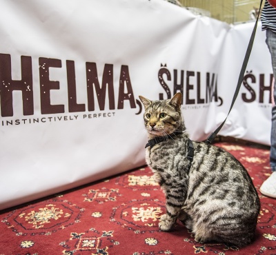 Výstava Kočky Praha představila kouzlo felinoterapie