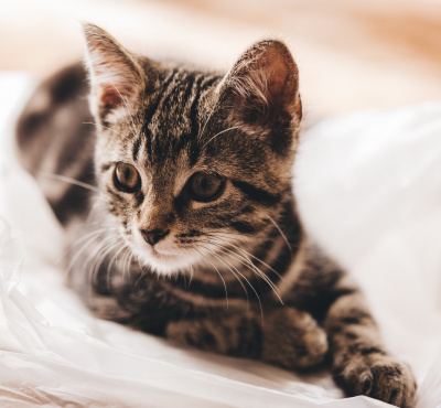 Pořízení koťátka – na co nezapomenout