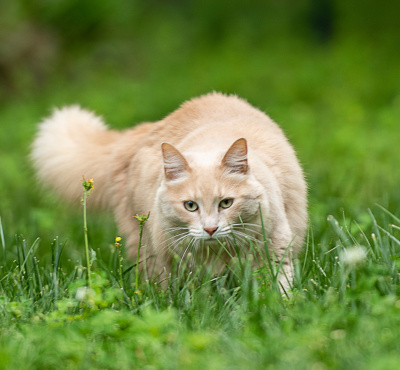 Catswort, valerian and “cat grass” for the well-being and health of your cat