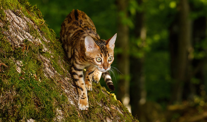 Bâtonnets  sans céréales pour chat à la volaille et au curcuma