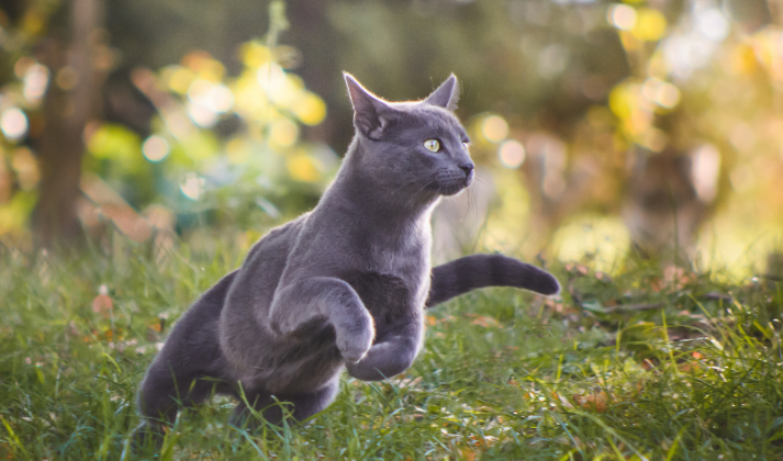 Für ausgewachsene Katzen reich an frischem Huhn