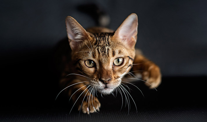 Getreidefreier Snack für Katzen mit Rind und Ingwer