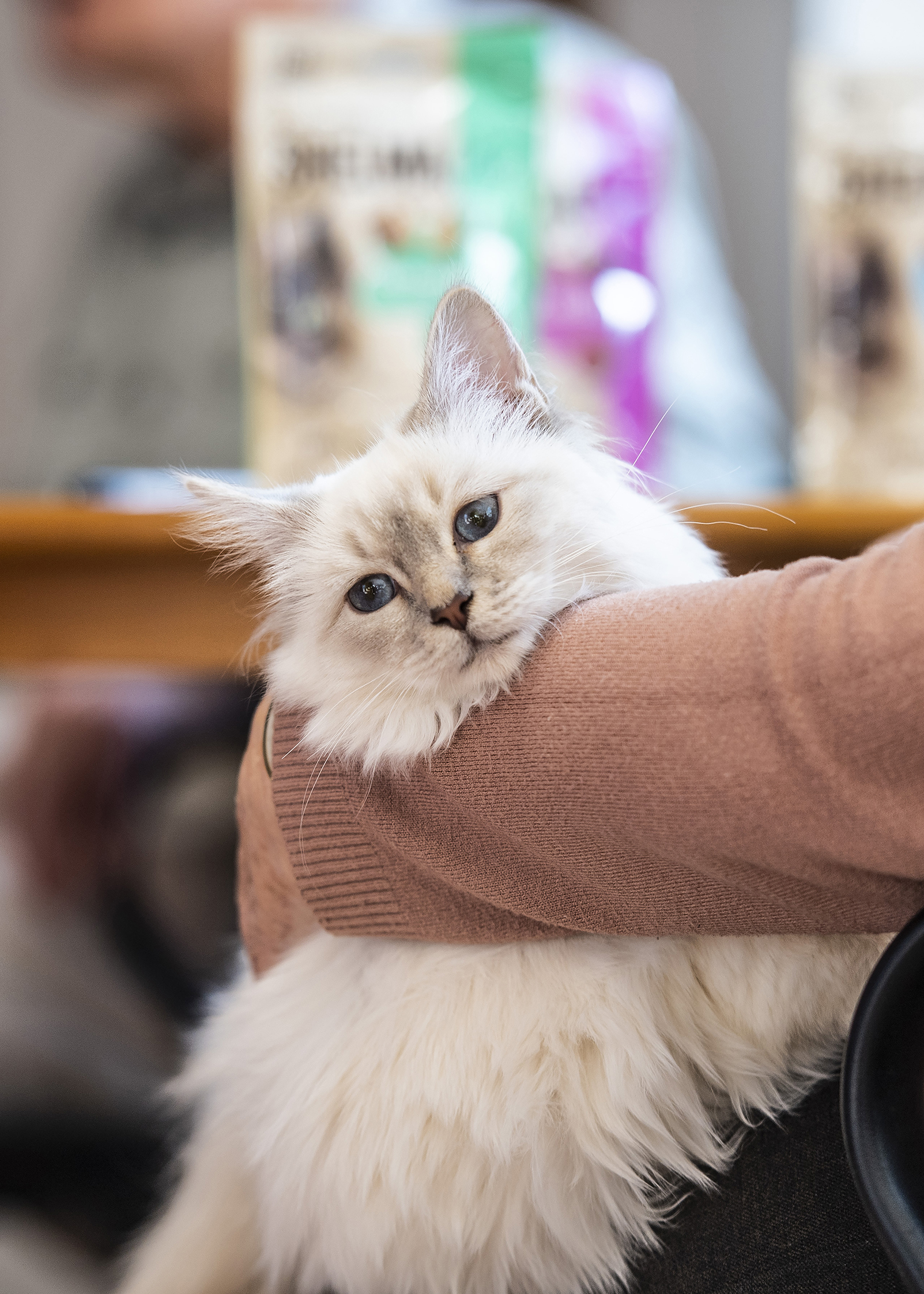 Ne každá kočka léčí. Felinoterapie není pro každého, varuje expert