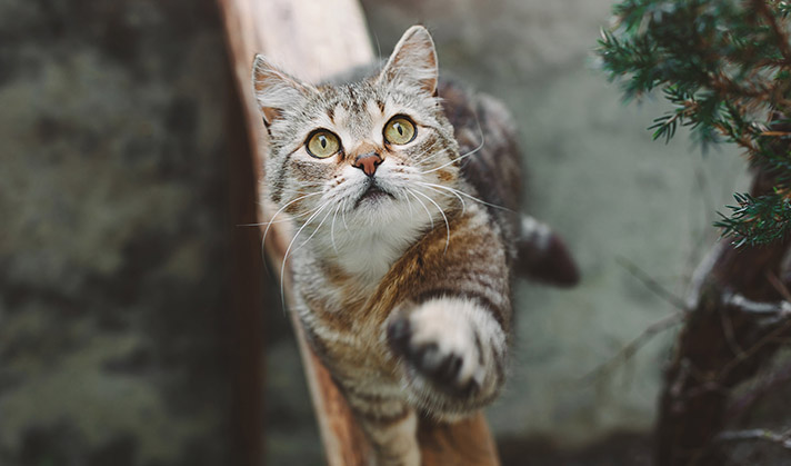 Bâtonnets à base de viande sans céréales pour chat avec truite et myrtilles