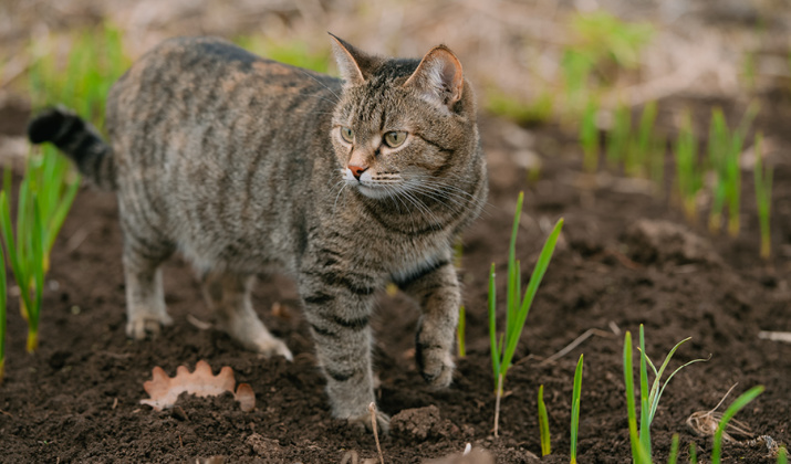 Mousse s kuřecím, brusinkami&nbsp;a tymiánem