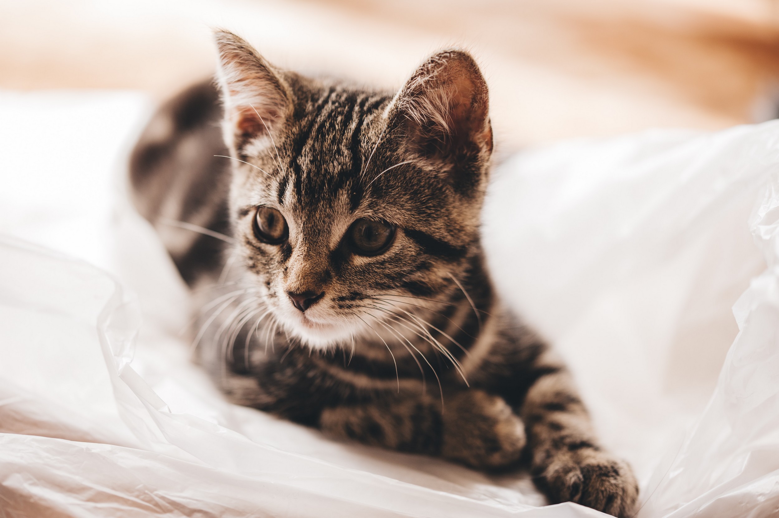 Pořízení koťátka – na co nezapomenout