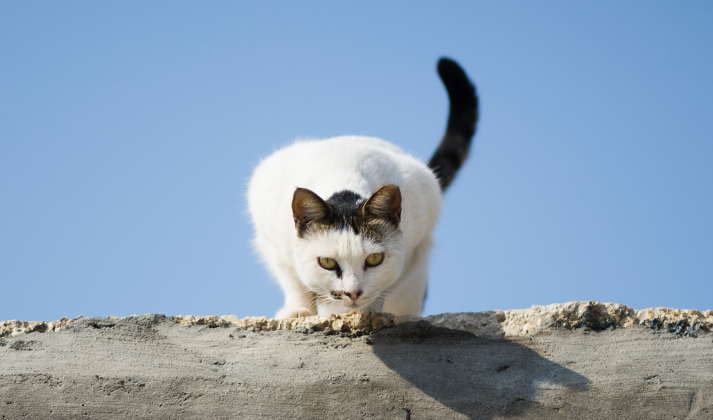 Voor gesteriliseerde katten rijk aan vers rundvlees