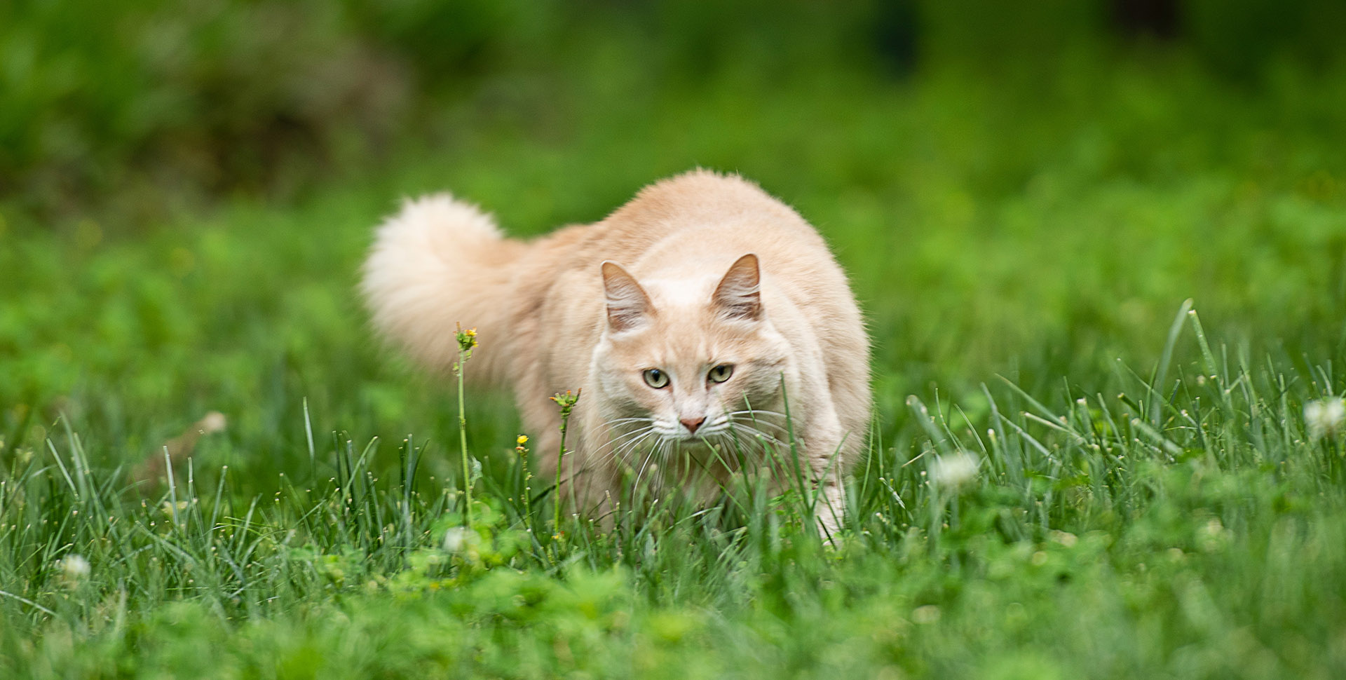 Catswort, valerian and “cat grass” for the well-being and health of your cat