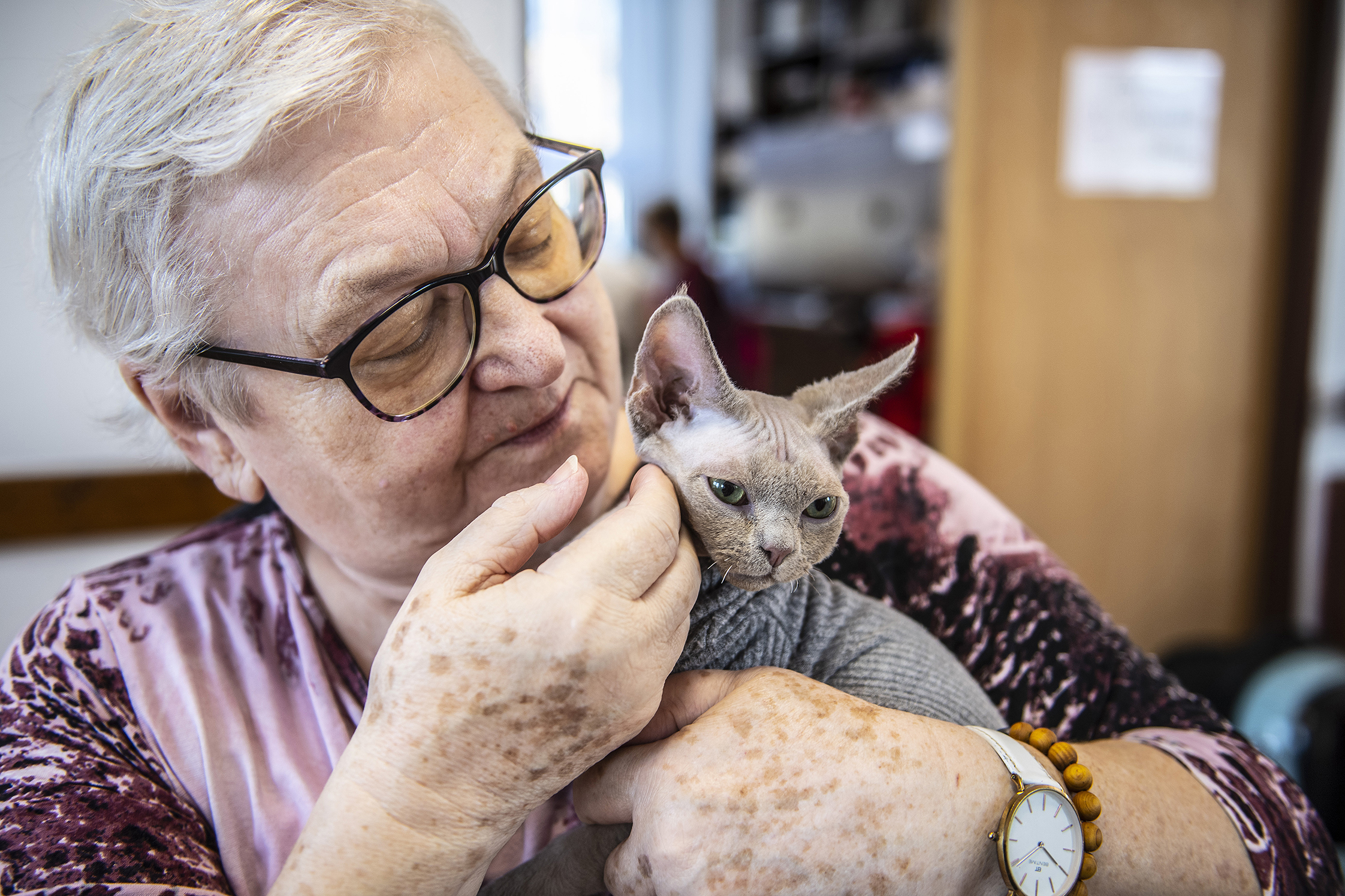 Léčba kočkou? Tři ze čtyř Čechů o felinoterapii nikdy neslyšeli, přesto vzbuzuje zájem