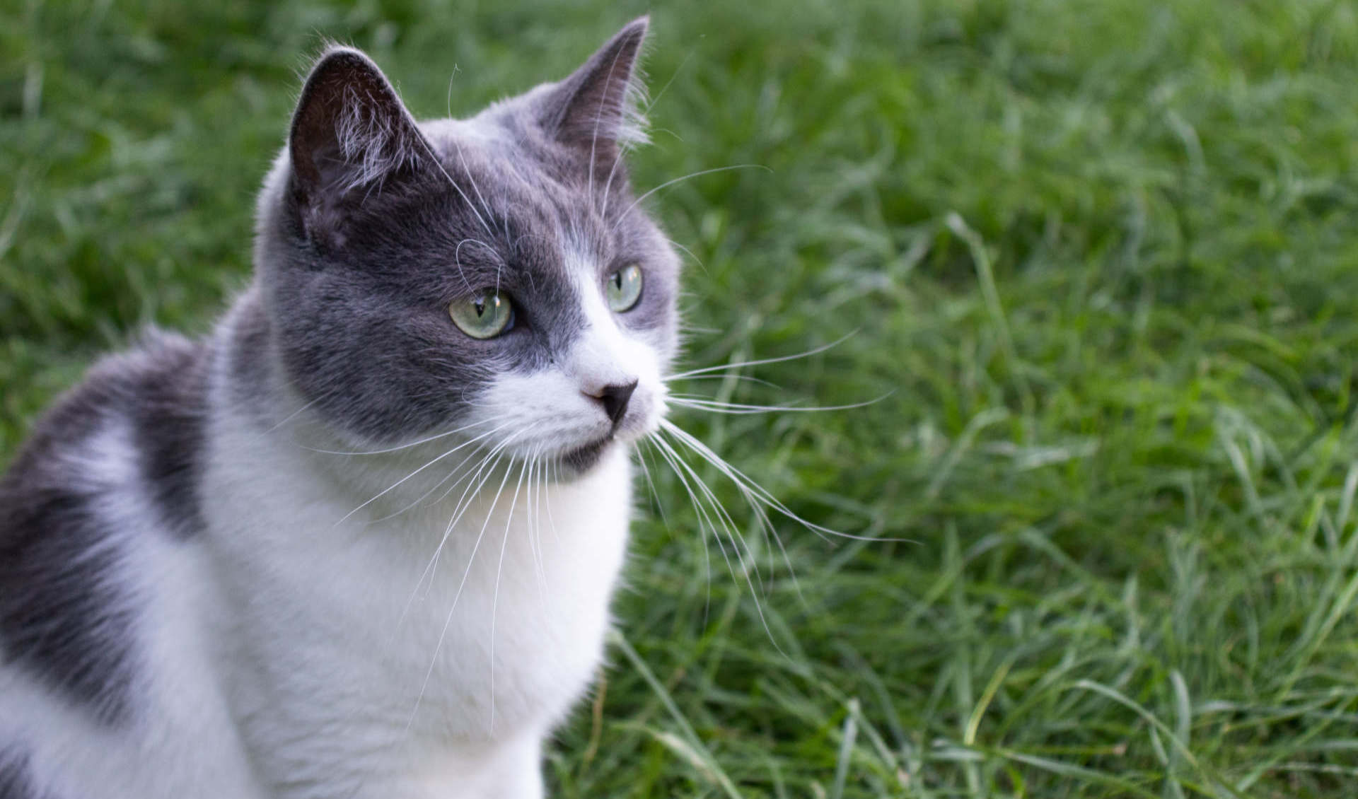Voor volwassen katten rijk aan verse kip