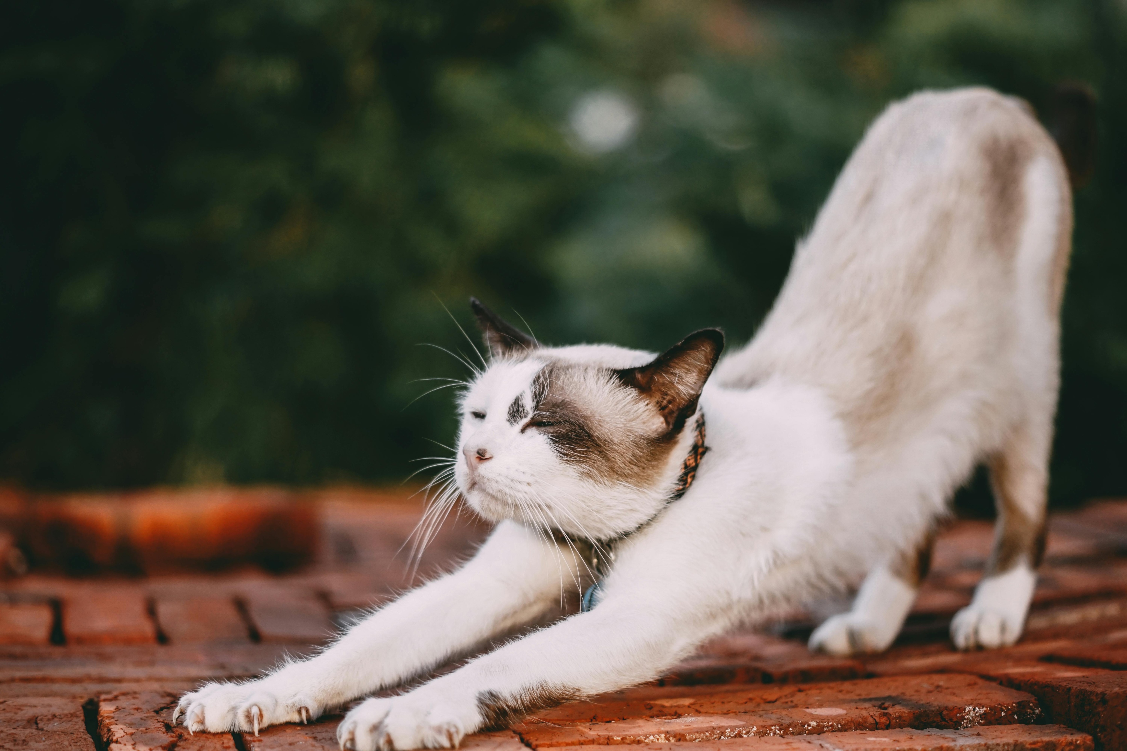 Mousse for cats rich in chicken with cranberry and thyme