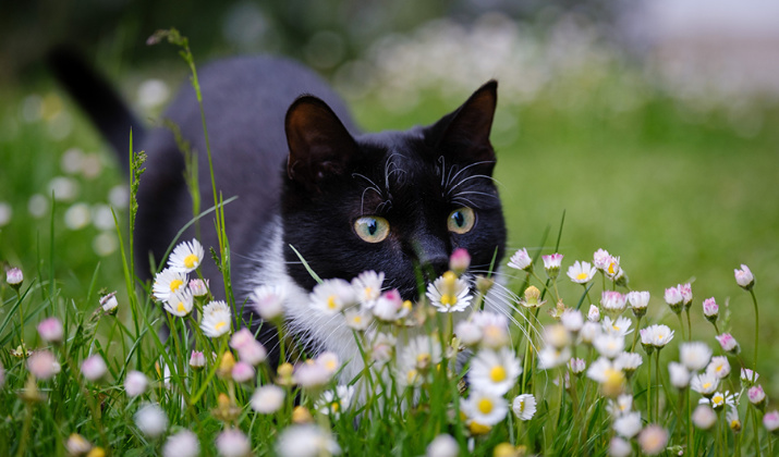Mousse s tuňákem, borůvkami&nbsp;a rakytníkem