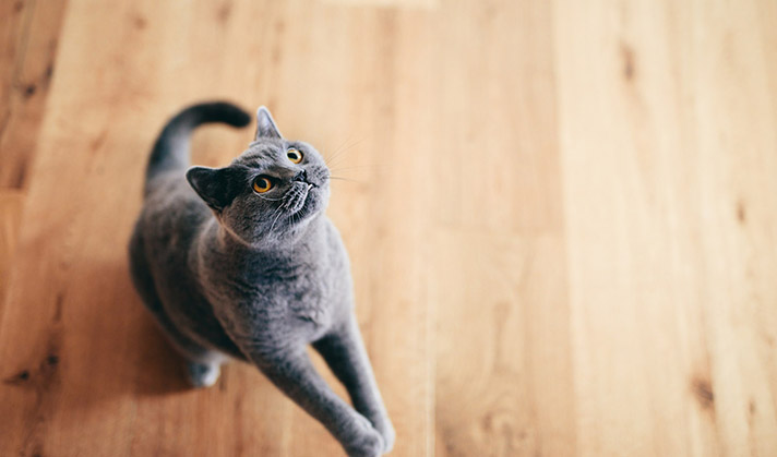 Snacks croquants fourrés pour chat sans céréales avec boeuf et myrtilles.